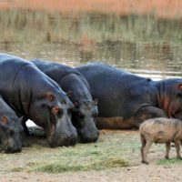 namibia-hippopotamus-warthogs