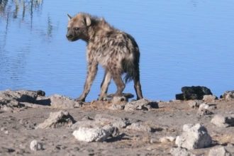 namibia-hyena-watering-hole