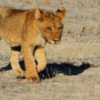 namibia-lion-cub