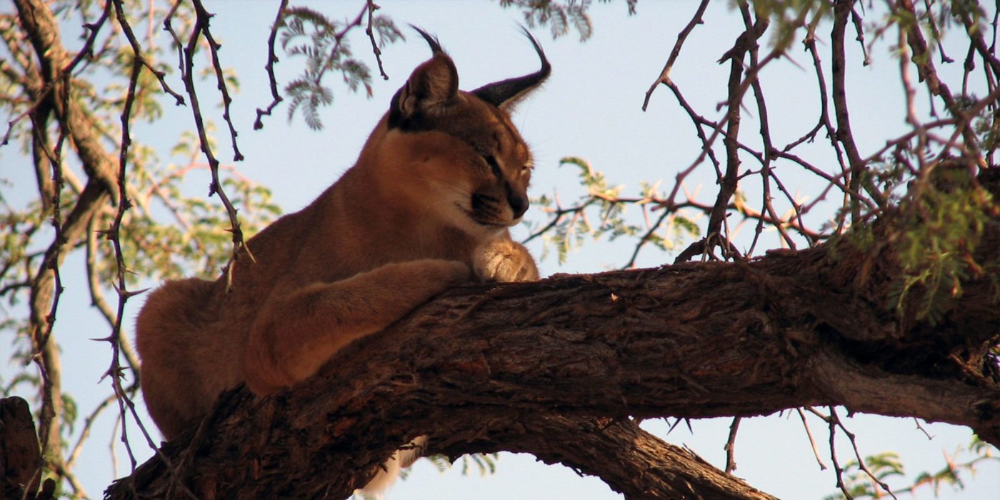 namibia-lux-in-tree