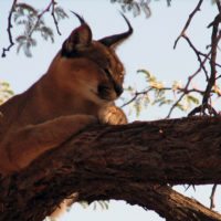 namibia-lux-in-tree