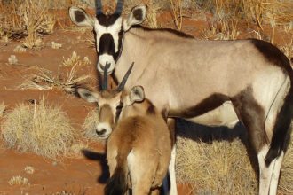 namibia-oryx