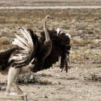 namibia-ostrich