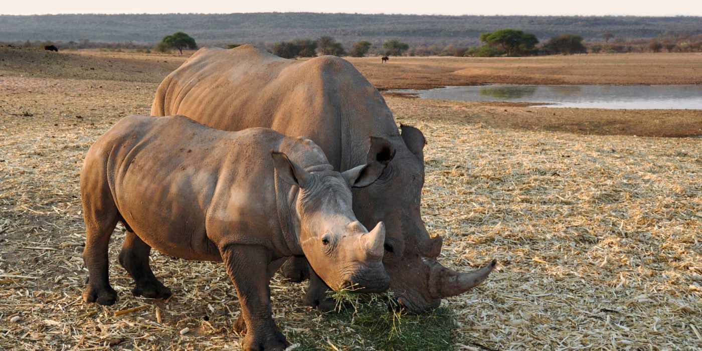 namibia-rhinos