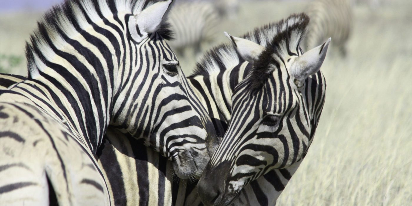 namibia-zebras-kissing
