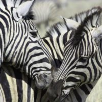 namibia-zebras-kissing
