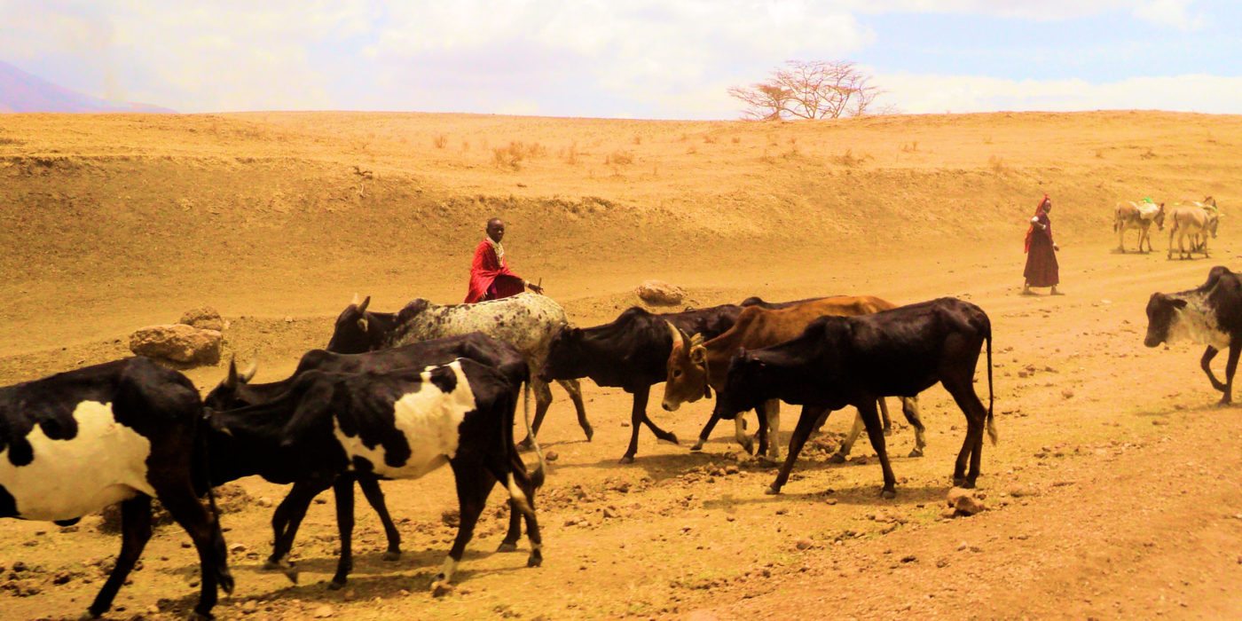ngorongoro-masai-cattle-herder-tanzania