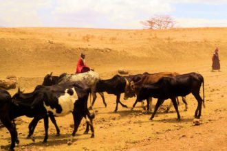 ngorongoro-masai-cattle-herder-tanzania
