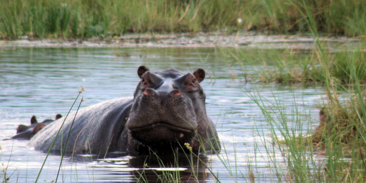 okavango-delta-hippo-botswana