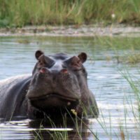 okavango-delta-hippo-botswana