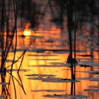 okavango-delta-reeds-botswana
