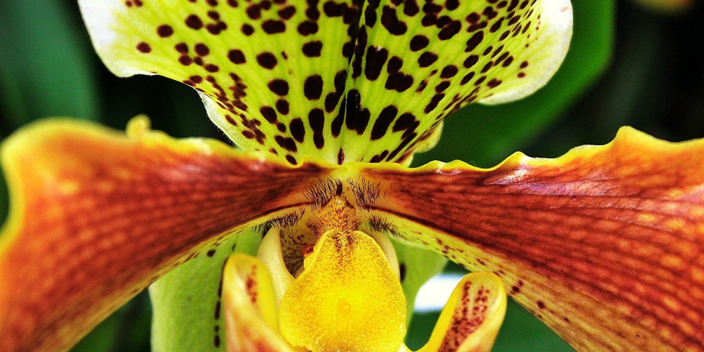 orchid-ecuador