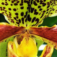 orchid-ecuador