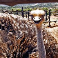 ostrich-farm-south-africa