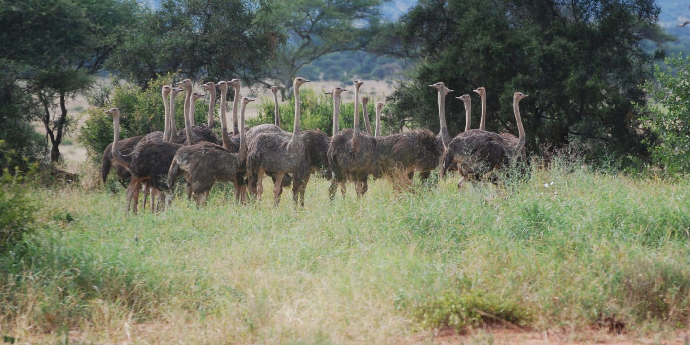 ostrich-tarangire-np-tanzania-irauzqui