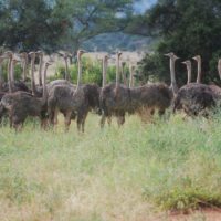 ostrich-tarangire-np-tanzania-irauzqui