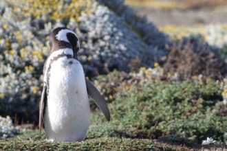 penguin-patagonia-argentina