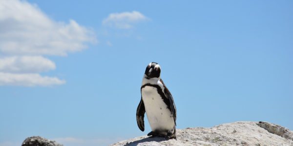 penguin-south-africa
