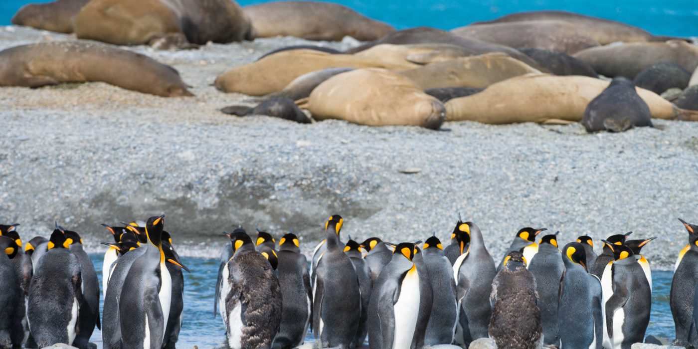 penguin_king_elephant_seals_antarctica