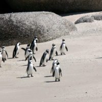 penguins-south-africa-beach