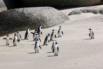 penguins-south-africa-beach