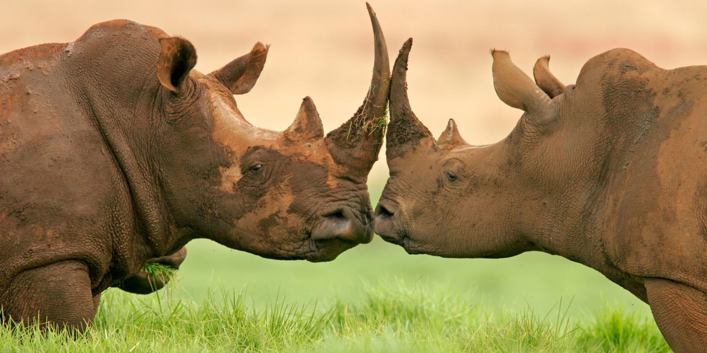 rhinos-south-africa