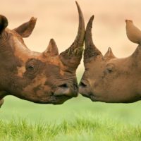 rhinos-south-africa