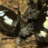 rwanda-butterflies