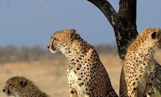 sabi-sands-cheetah-south-africa
