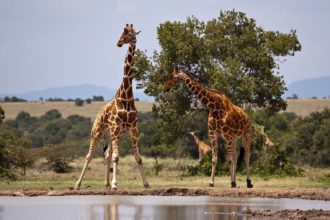 giraffes-kenya