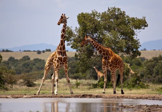 giraffes-kenya