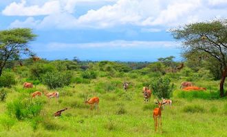 samburu-impala-kenya