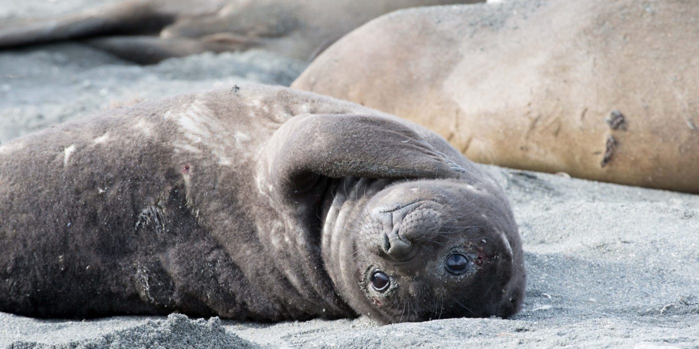 seal_elephant_pup_antarctica