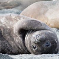 seal_elephant_pup_antarctica