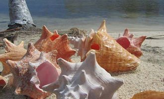 sea-shells-Panama