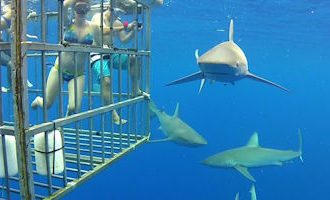 cage-diving-south-africa
