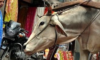 Street-Cow-New-Delhi-tour-india