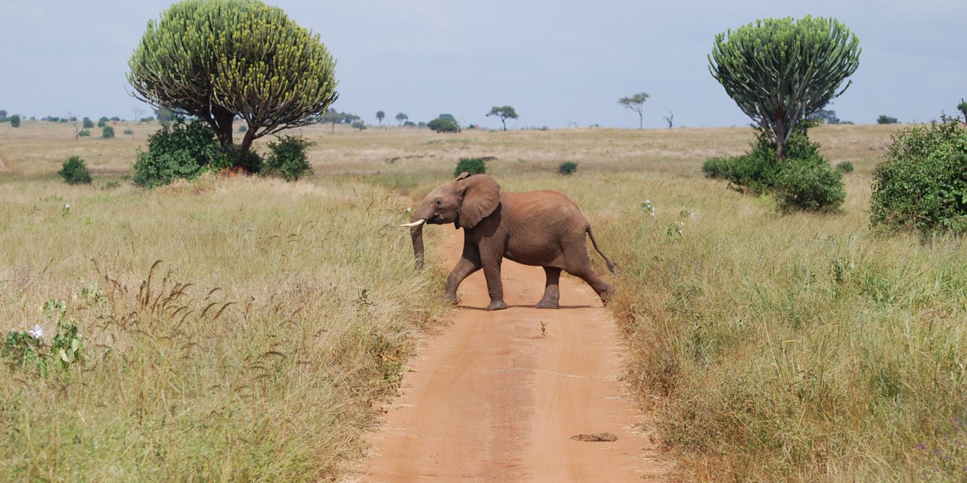 tarangire-np-elephant-crossing-tanzania-irauzqui