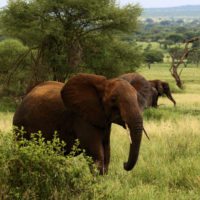 tarangire-np-elephant-tanzania