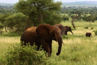 tarangire-np-elephant-tanzania