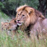 tarangire-np-lions-tanzania