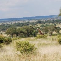 tarangire-np-tanzania-giraffe-irauzqui