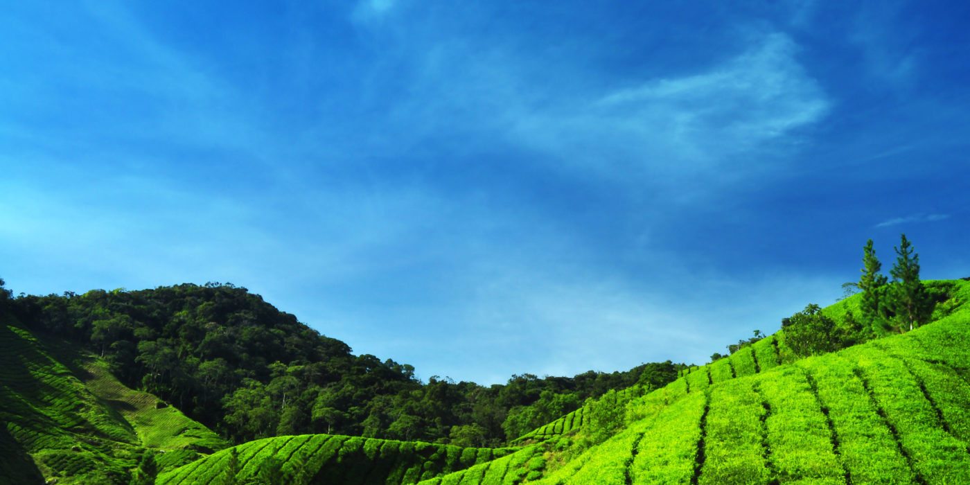 tea-plantation-cameron-highlands-malaysia