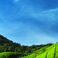 tea-plantation-cameron-highlands-malaysia