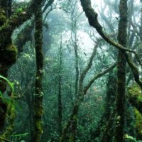 tea-plantation-jungle-cameron-highlands-malaysia