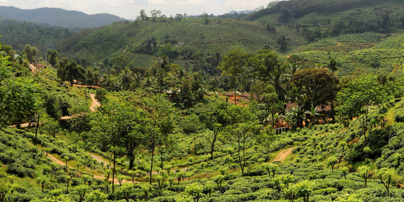 tea-plantation-srlanka