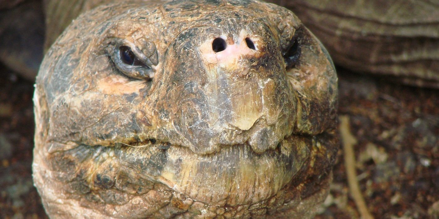 tortoise-old-head-galapagos-ecuador
