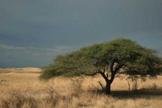tree-landscape-tanzania
