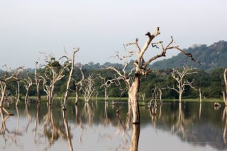 trees-yala-national-park-srilanka