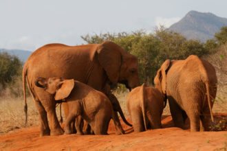 tsavo-elephants-kenya